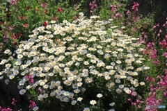 春満開　家の近くにて