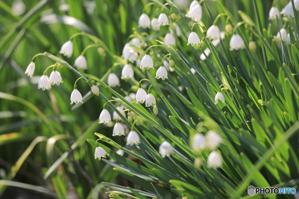 スノーフレーク