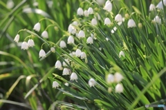 スノーフレーク