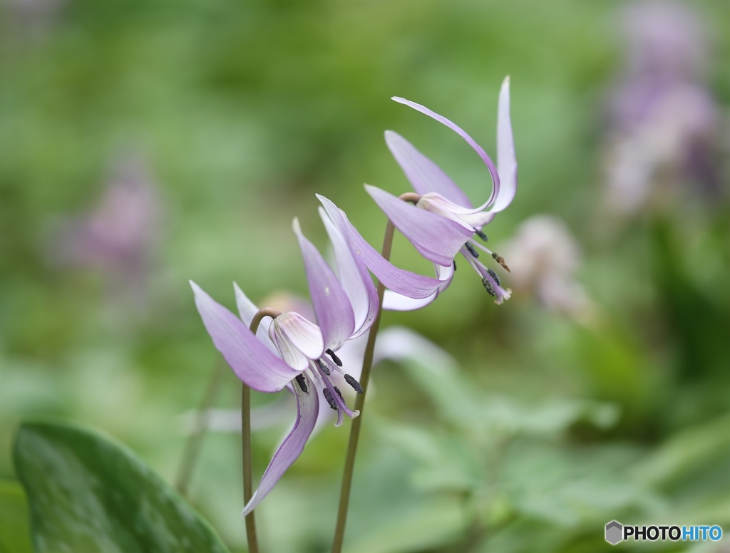 カタクリの里にて２