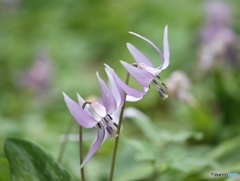 カタクリの里にて２