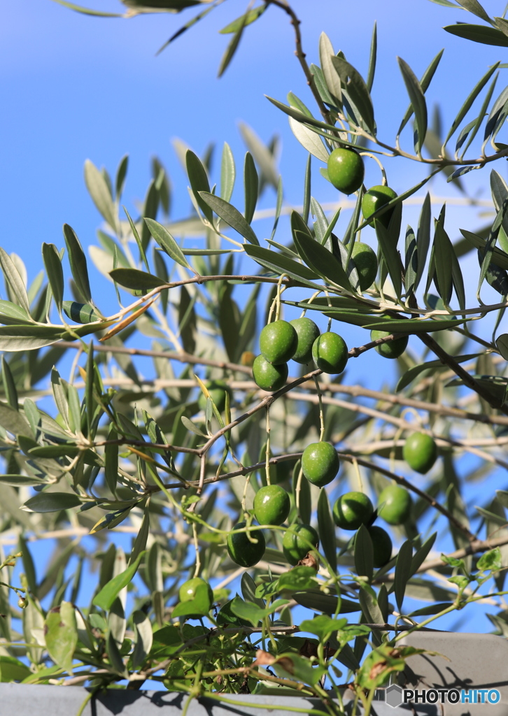 オリーブの実ー庭にてー