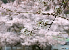 桜01