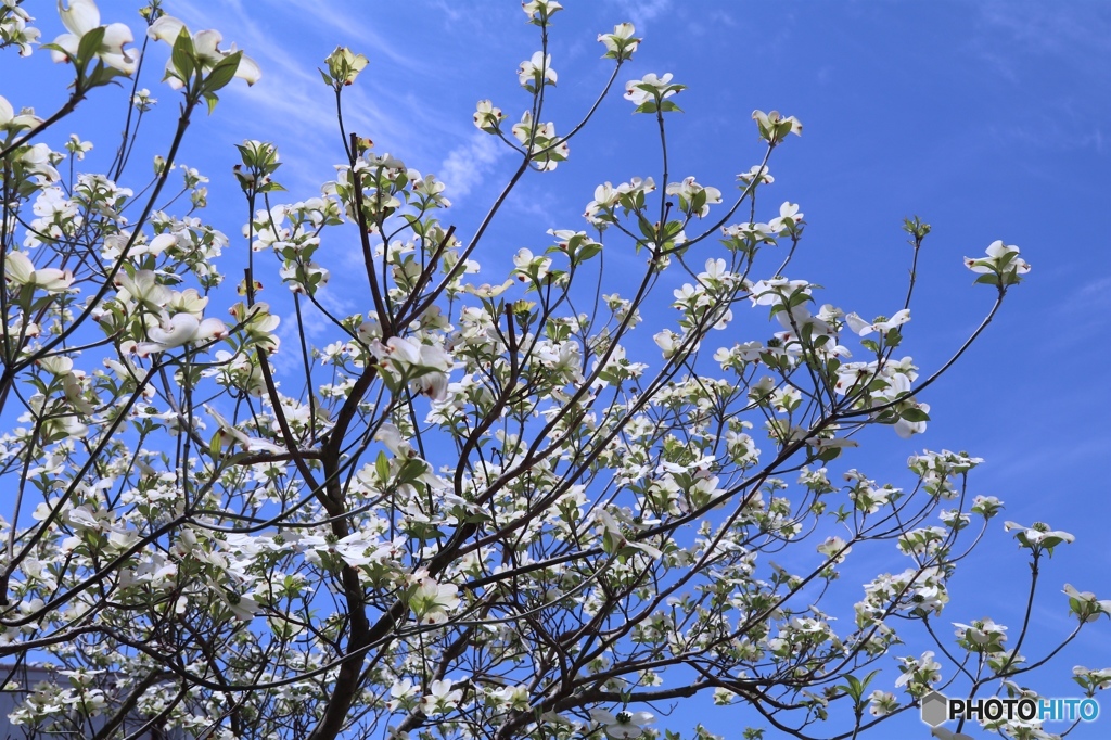 ハナミズキ　eos80d試し撮り 