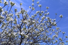 ハナミズキ　eos80d試し撮り 