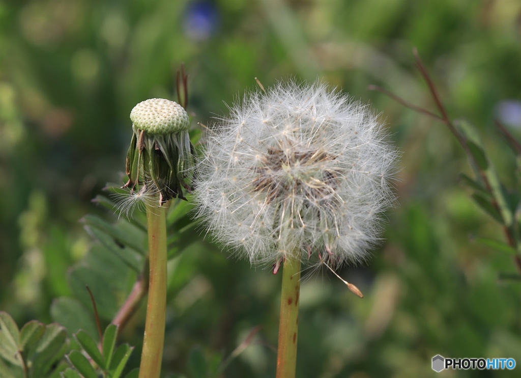 ビフォワー・アフター