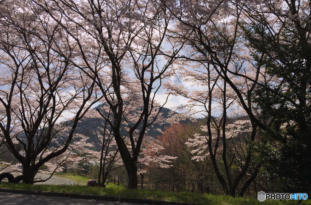 桜(iphone)