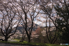 桜(iphone)