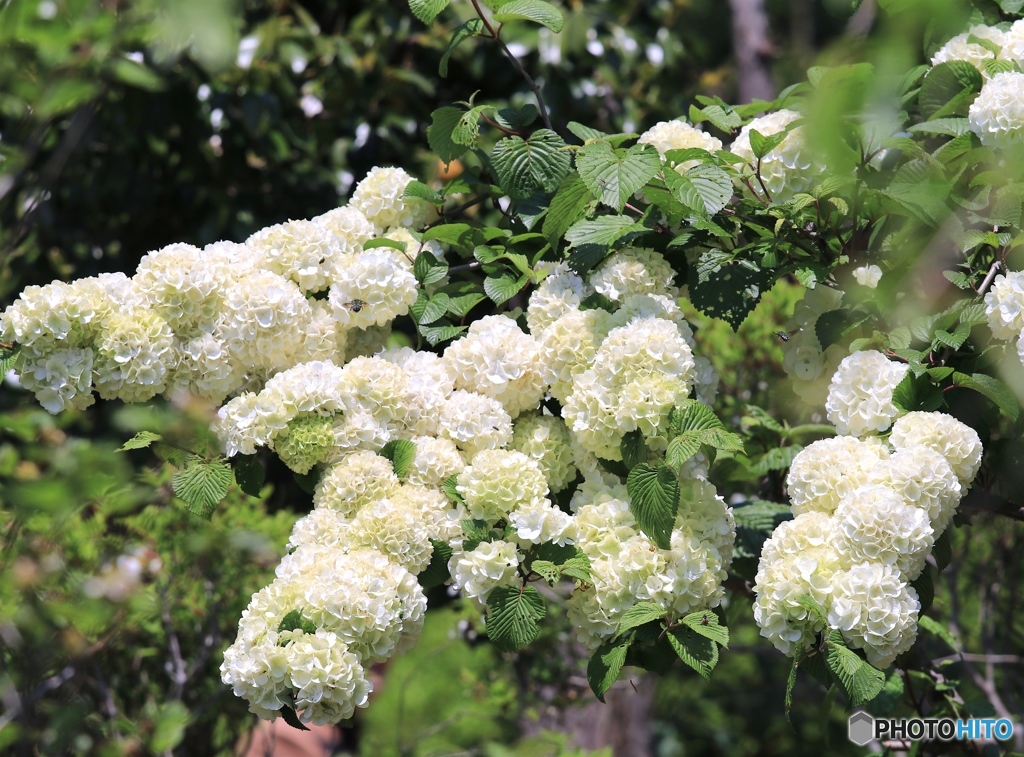 よく見たら虫さんが！
