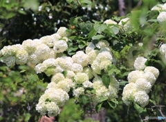 よく見たら虫さんが！