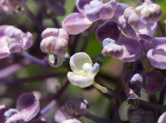 紫陽花（雨上がり）