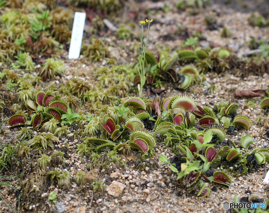 ハエトリソウ　ー六甲高山植物園にてー