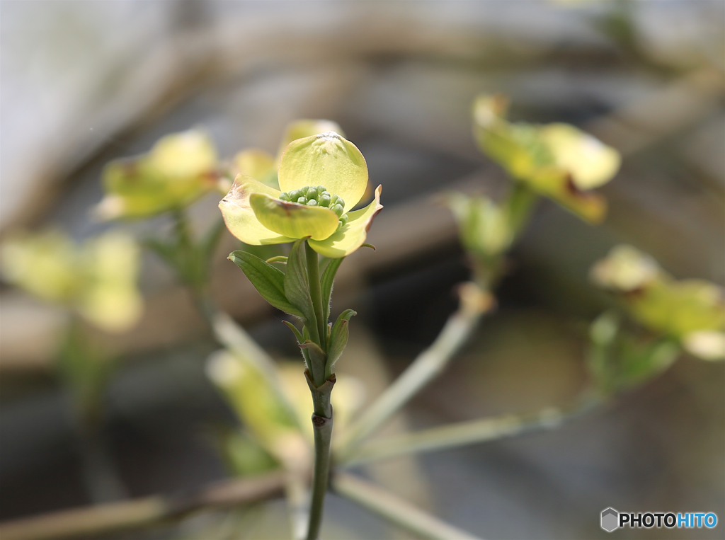 春ーハナミズキー