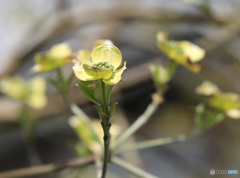 春ーハナミズキー