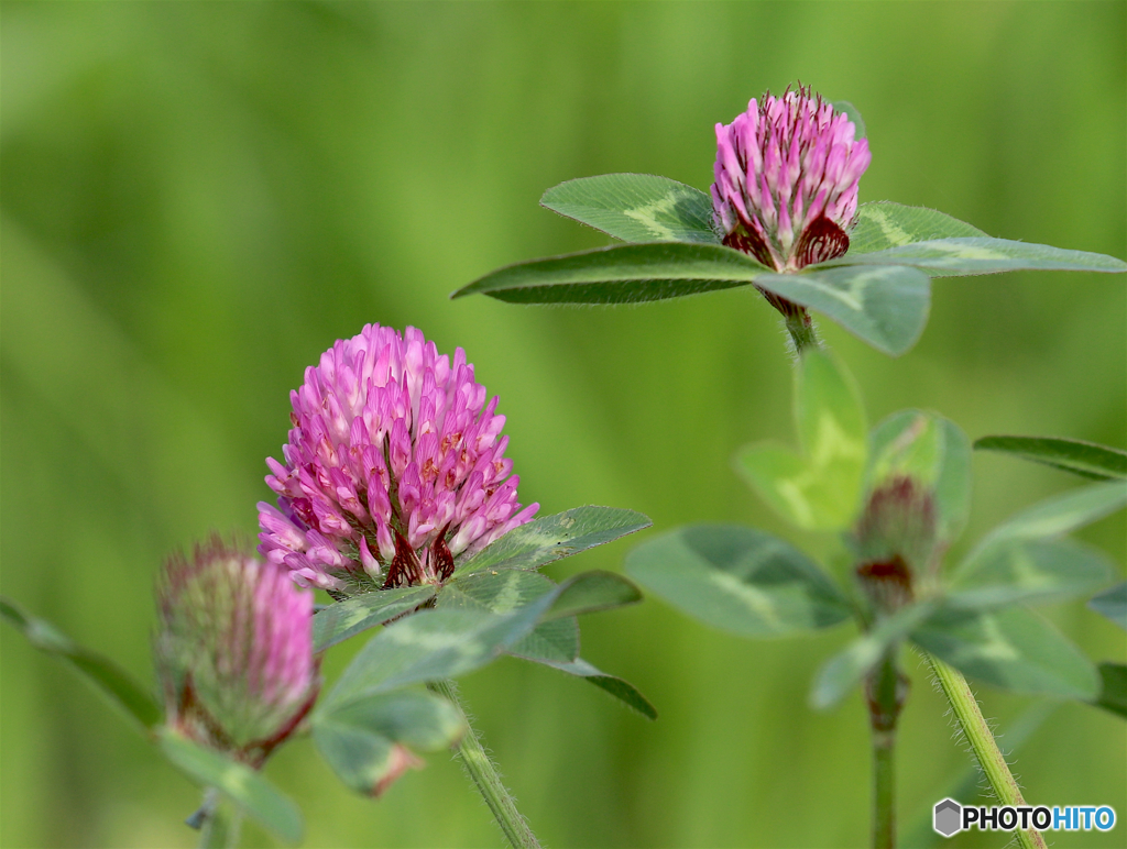 ムラサキツメクサ