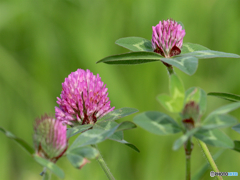 ムラサキツメクサ