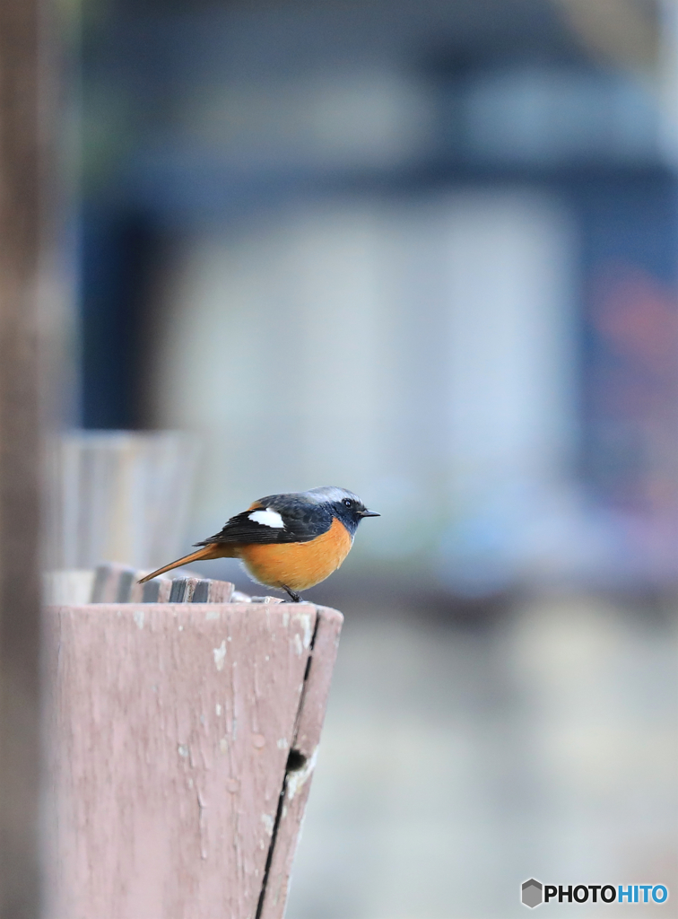 ふっくらジョビちゃん