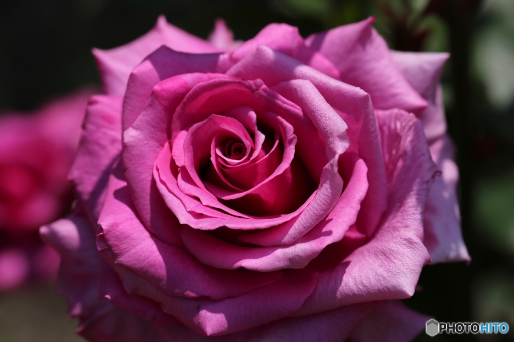 バラ２　ー北播磨余暇村公園ー