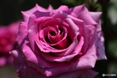 バラ２　ー北播磨余暇村公園ー