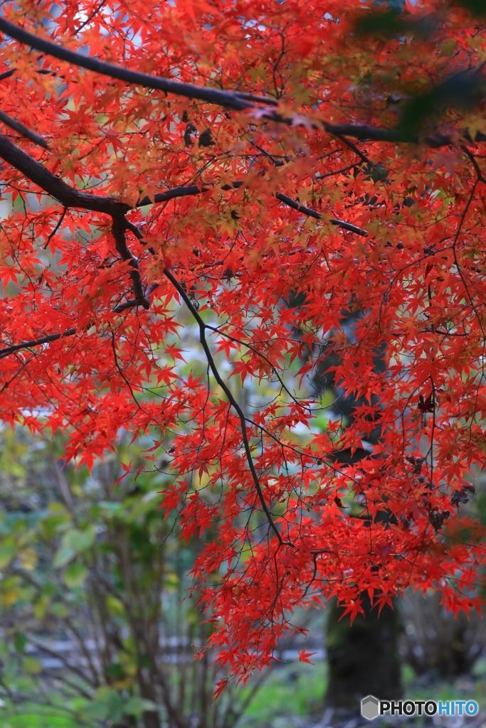 まだまだ紅葉