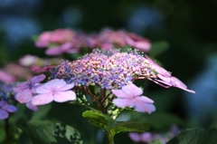 紫陽花3