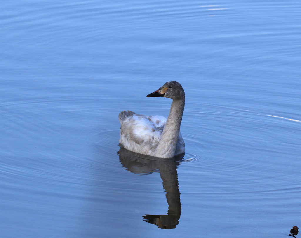 コハクチョウ幼鳥？　鴨池公園にて