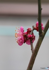 紅梅　ー雨に濡れてー