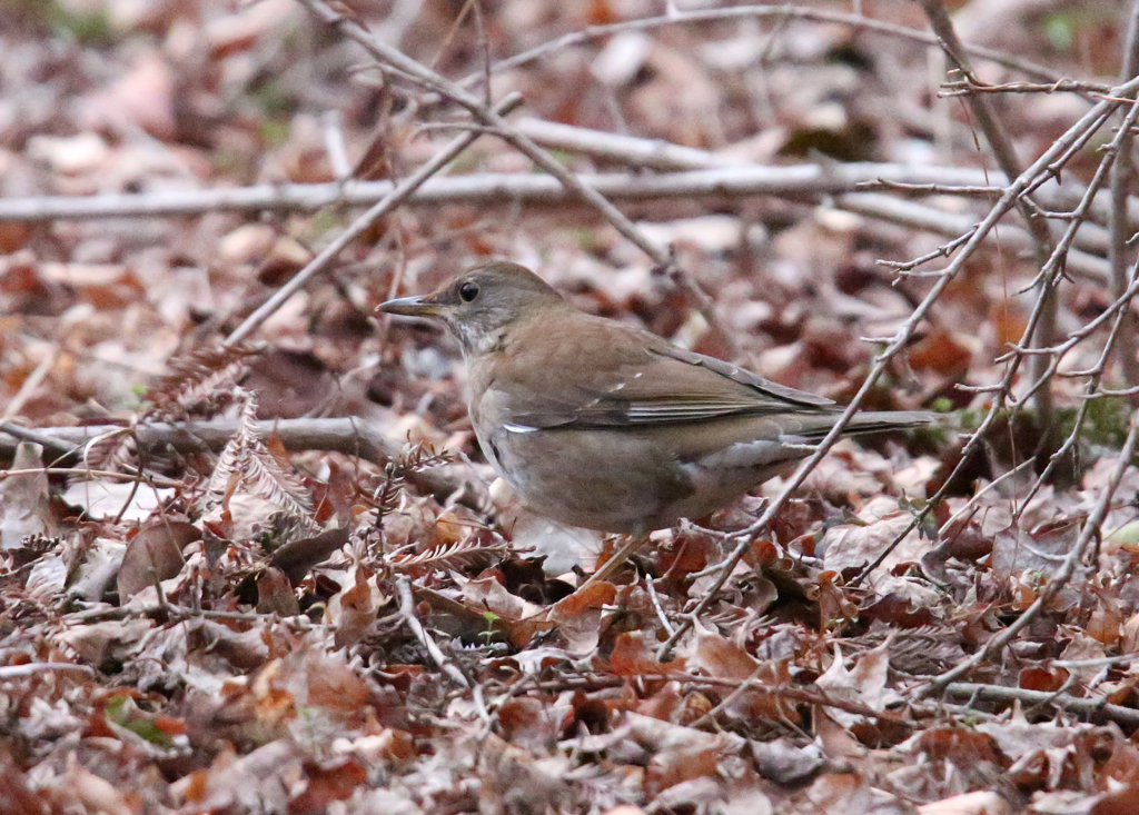 とりさん（夕暮れ時）2