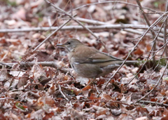 とりさん（夕暮れ時）2