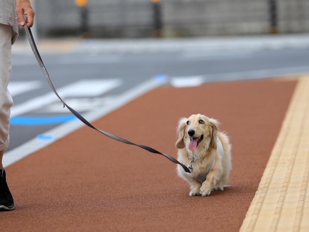 お散歩クウちゃん　ーお母さんが気になりますー