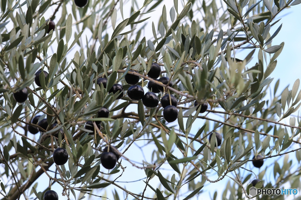 我が家のオリーブの実