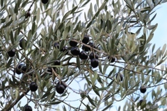 我が家のオリーブの実