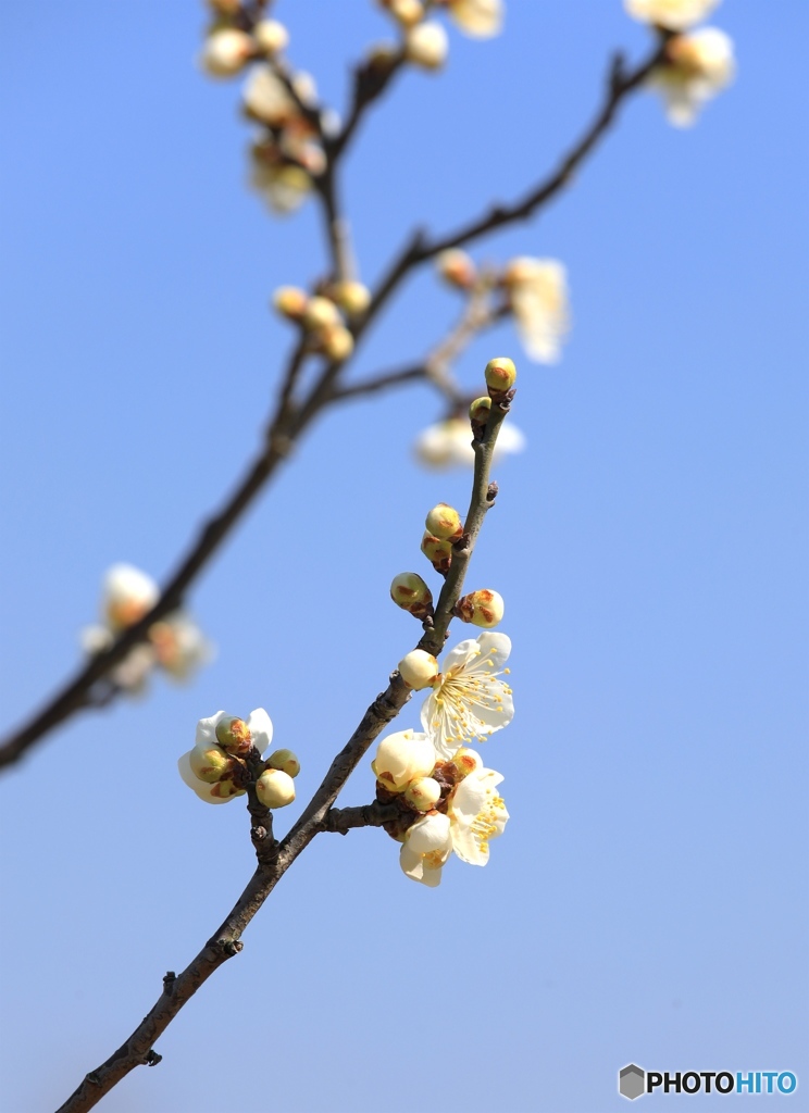 梅開花 これからが楽しみ