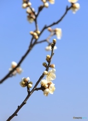 梅開花 これからが楽しみ