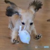 クウちゃん 四