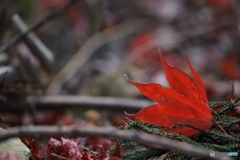 まだまだ紅葉３