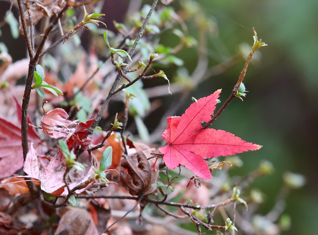 秋色（播磨中央公園）9
