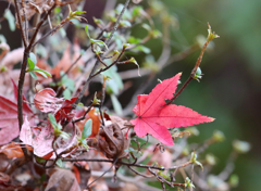 秋色（播磨中央公園）9