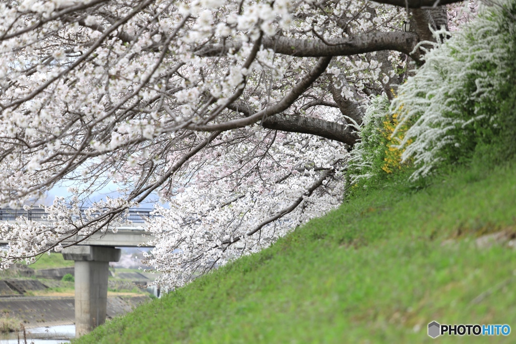 桜　ー曇天の中でー２