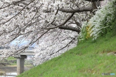 桜　ー曇天の中でー２