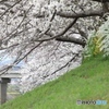 桜　ー曇天の中でー２