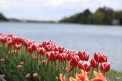 フラワーセンターにて４