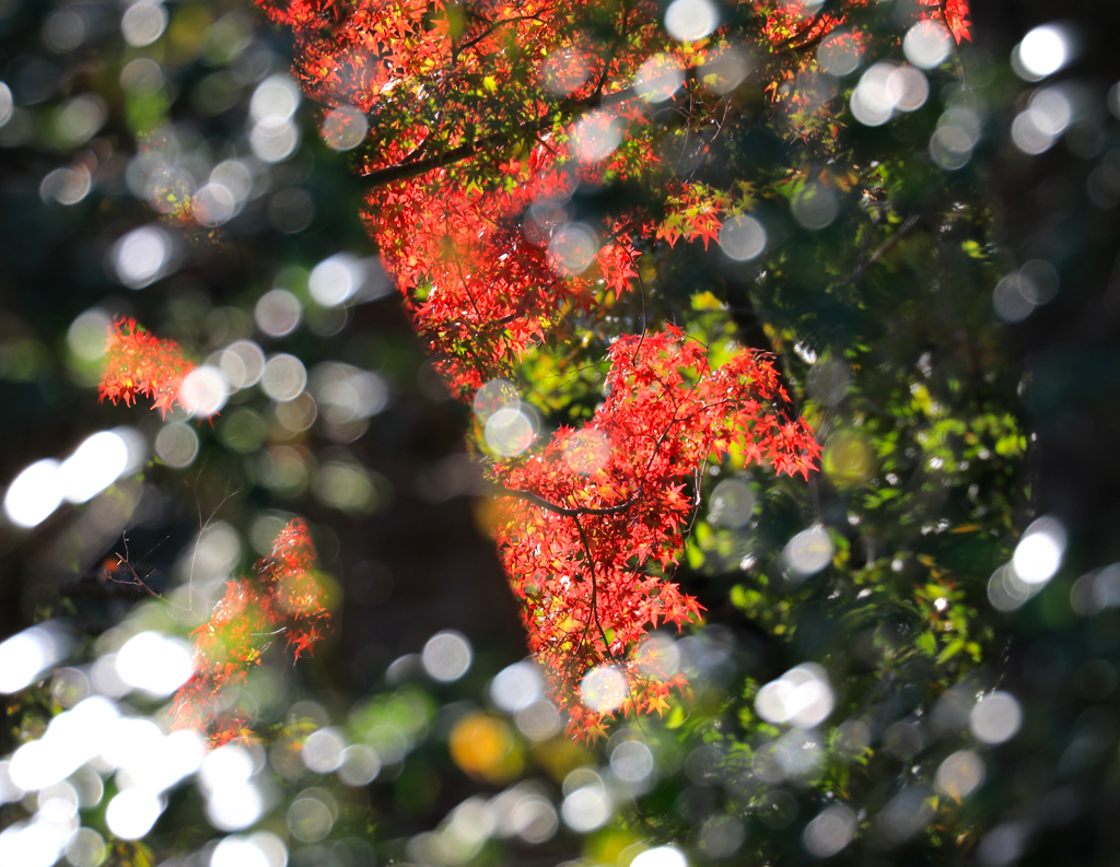 秋色始め　余暇村公園にて