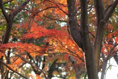 秋色　播磨中央公園にて