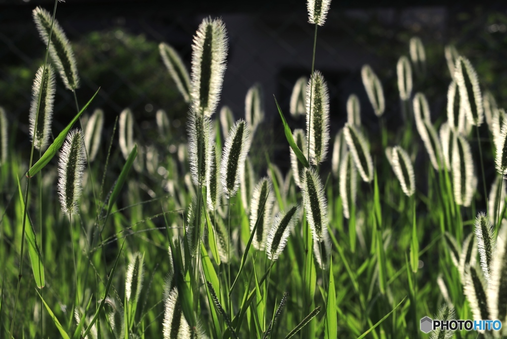 エノコログサ２