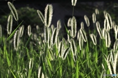 エノコログサ２