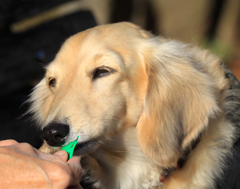 おいちゅーる　クウちゃんです