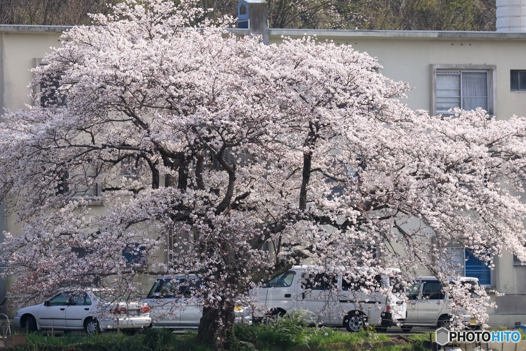 対岸の桜