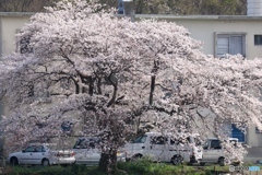 対岸の桜