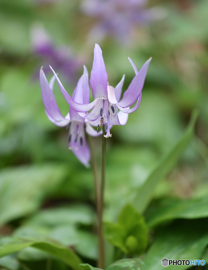 カタクリの里にて４